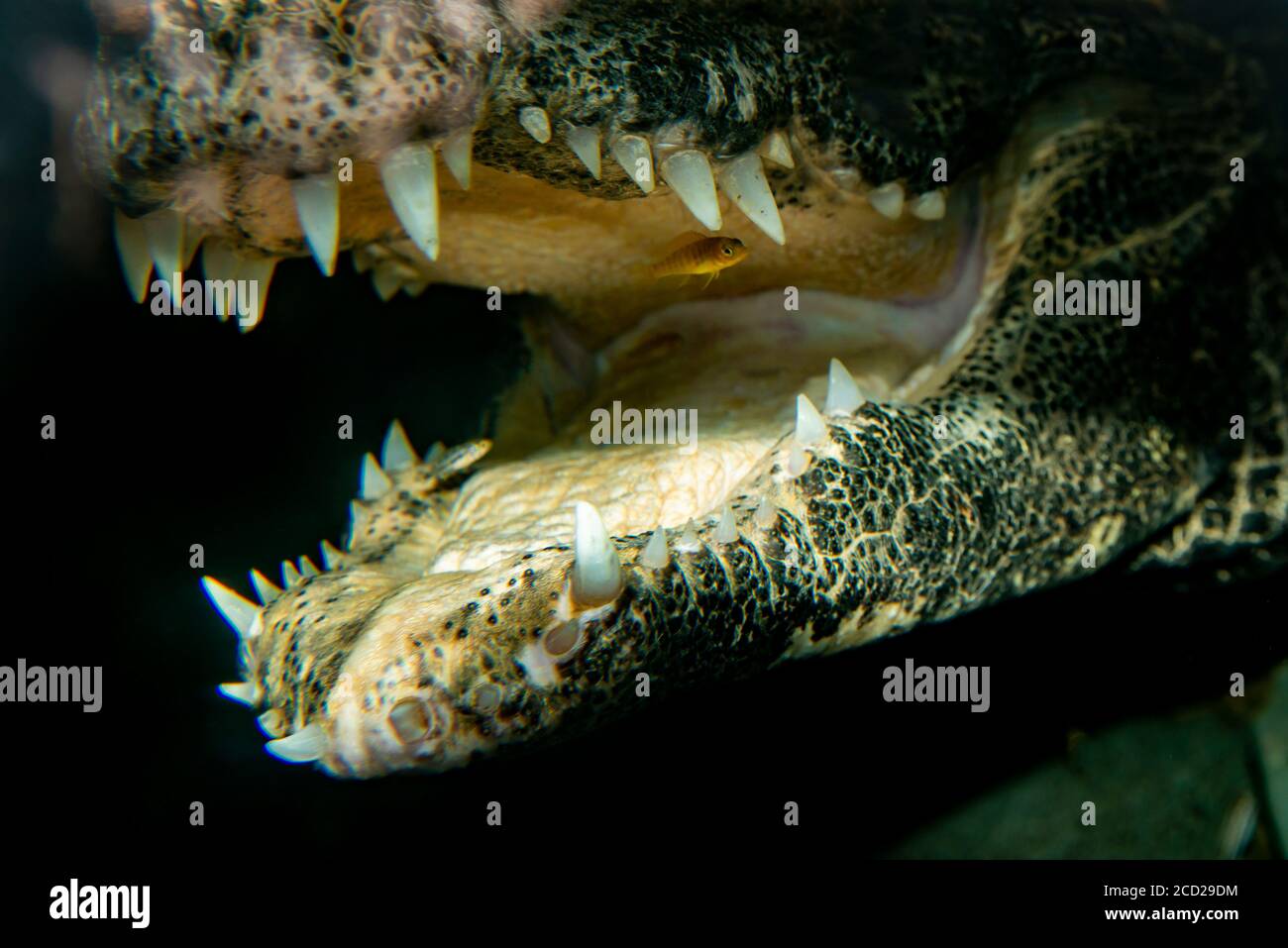 Apple Valley, Minnesota. West African Dwarf Crocodile, Osteolaemus tetrapis obtient sa bouche nettoyée par des poissons plus propres qui élimine et mange des parasites Banque D'Images