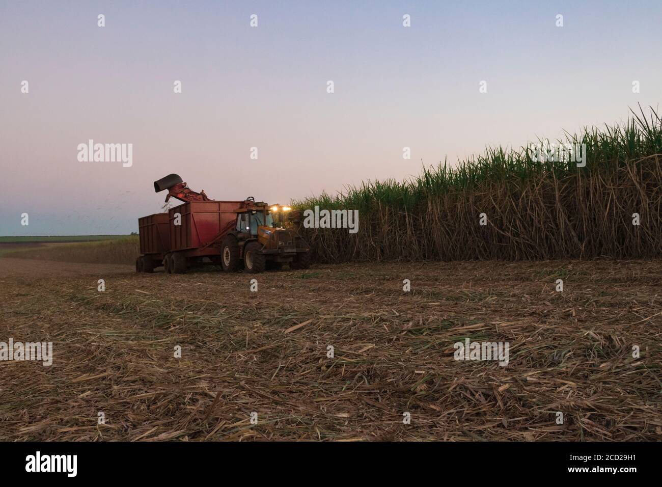 Canne à sucre - machine de récolte travaillant sur une canne à sucre. Banque D'Images