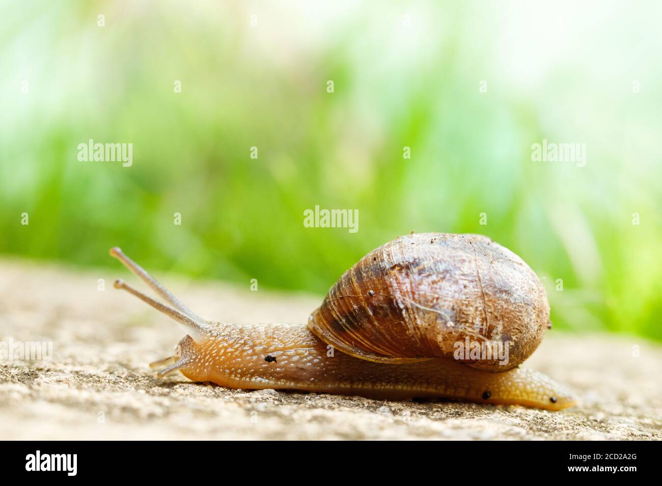 Gros plan d'une grande limace rampant sur le masse Banque D'Images