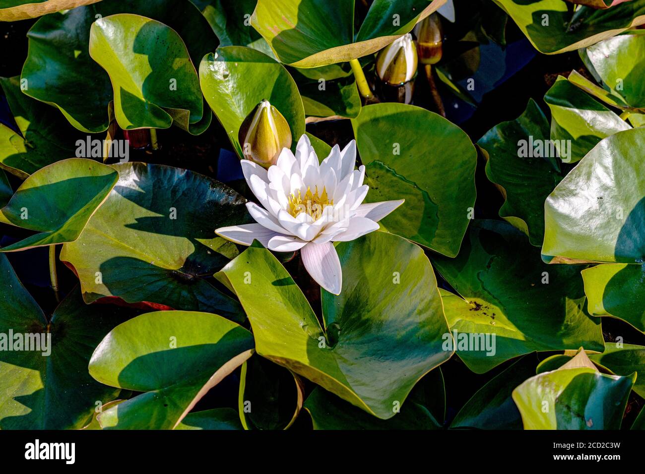 Belle floraison rose Water Lily - lotus dans un jardin dans un étang. Réflexions sur la surface de l'eau. Banque D'Images