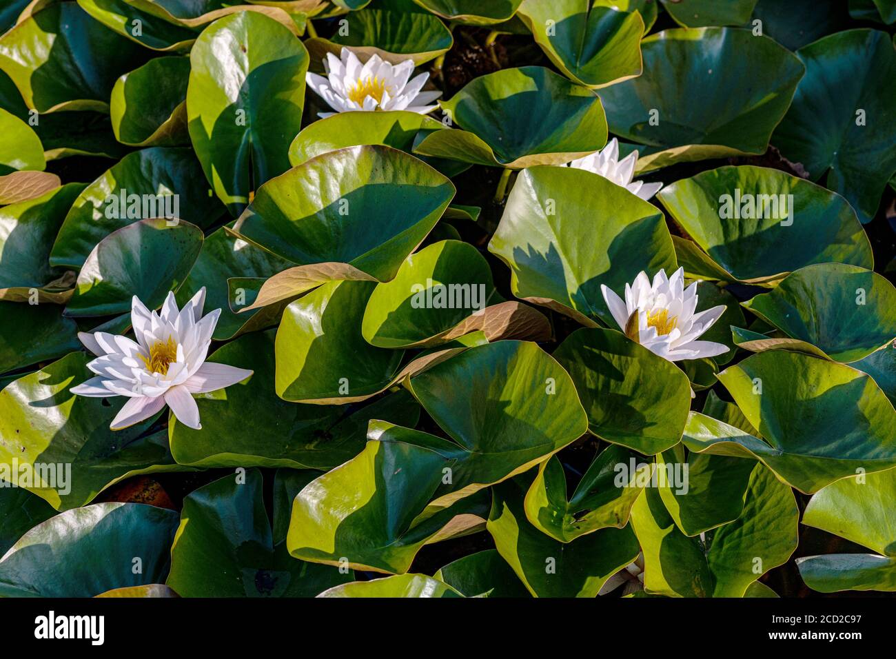 Belle floraison rose Water Lily - lotus dans un jardin dans un étang. Réflexions sur la surface de l'eau. Banque D'Images