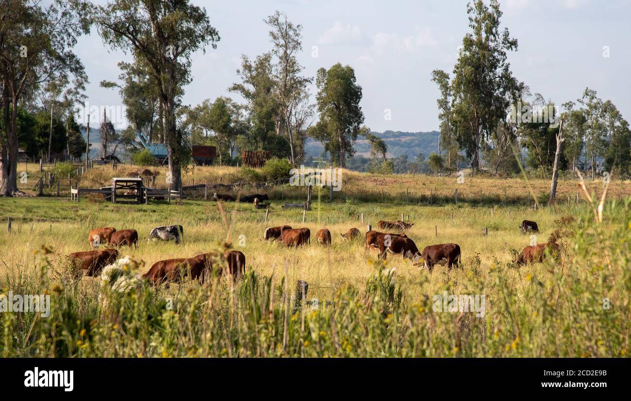 Bétail. Oxen et vaches. Les bovins Devon se reproduisent dans l'intérieur du Brésil. Élevage intensif. Animaux de ferme. Animaux se nourrissant dans la nature. Zone des fermes. RUR Banque D'Images