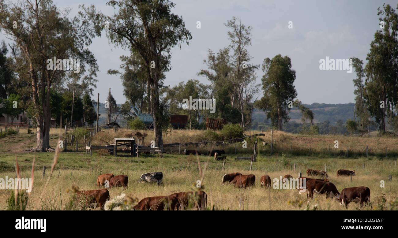 Bétail. Oxen et vaches. Les bovins Devon se reproduisent dans l'intérieur du Brésil. Élevage intensif. Animaux de ferme. Animaux se nourrissant dans la nature. Zone des fermes. RUR Banque D'Images