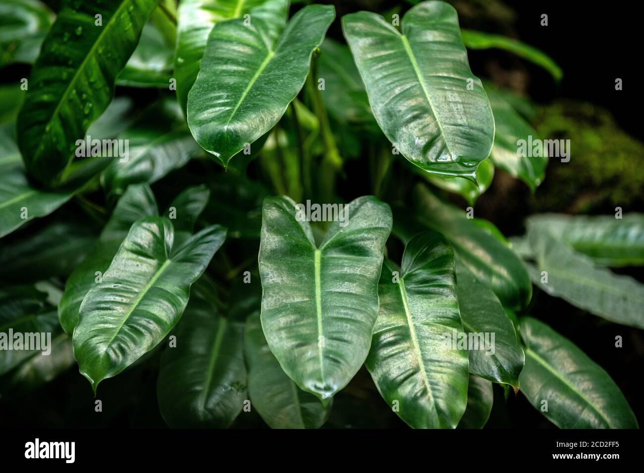 Cristal Anthurium ou Anthurium cristallinum Linden ex André a des feuilles vert foncé brillant. En forme de cœur, l'image est lumineuse et fraîche. Banque D'Images