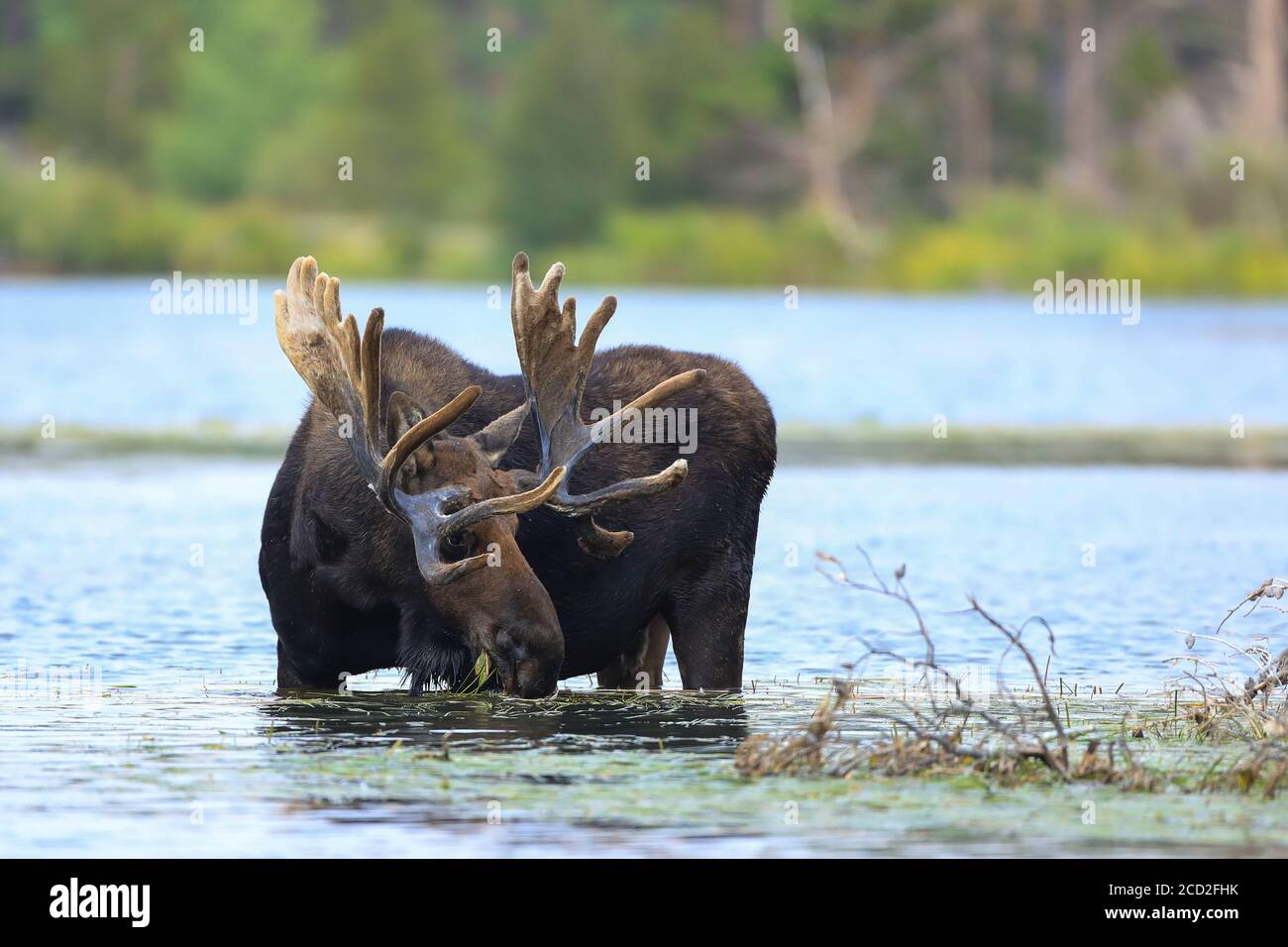 Bull orignal Shira alces se balader dans un étang Banque D'Images