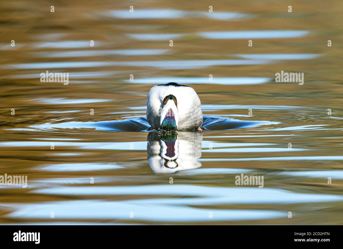 Vue rapprochée de l'arrière de la tête d'un canard de plongée à tête de Bufflehead qui est sur le point d'entrer dans l'eau. Banque D'Images
