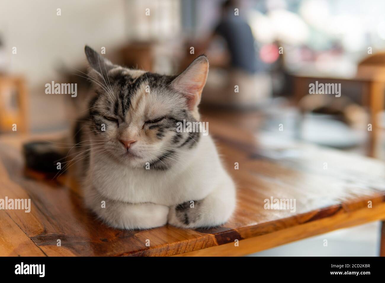 Les chats se détendent dans un café de chat dans le nord de la Thaïlande, Chiang Rai Banque D'Images