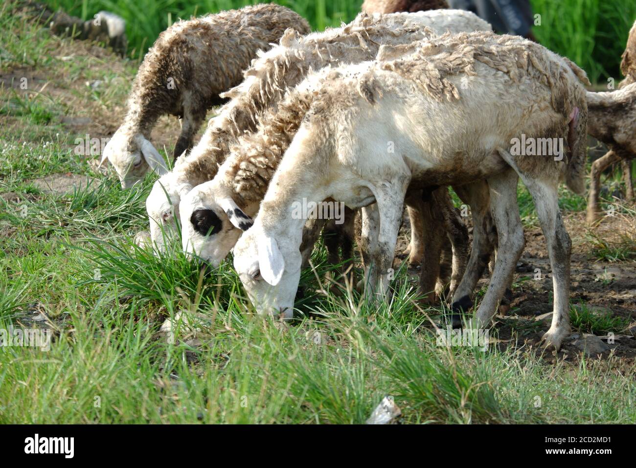 les chèvres sont annoncées dans les champs pour manger de l'herbe verte Banque D'Images