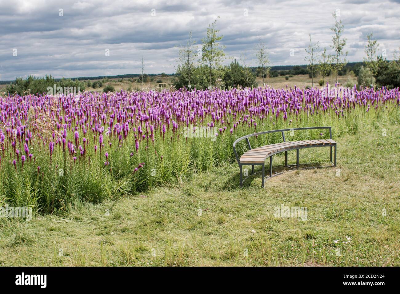 un banc en bois dans le domaine des fleurs violettes Banque D'Images