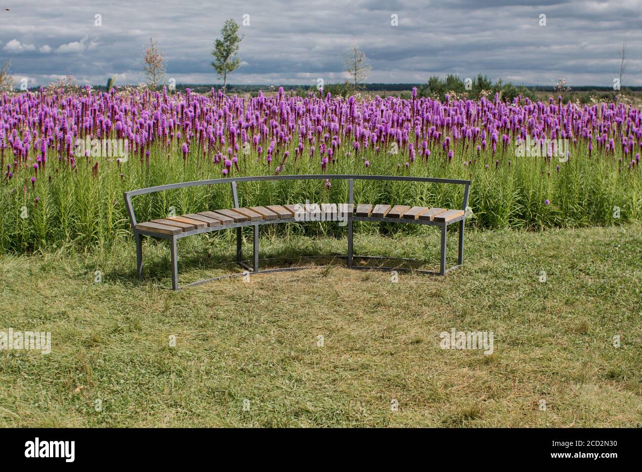 un banc en bois dans le domaine des fleurs violettes Banque D'Images