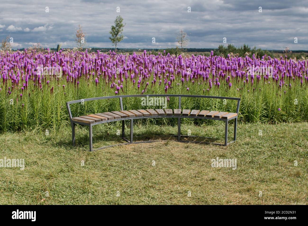 un banc en bois dans le domaine des fleurs violettes Banque D'Images