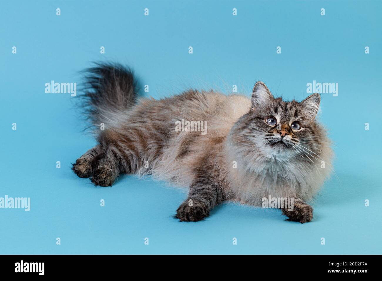 Joli chat moelleux sur fond de papier bleu avec espace de copie. Portrait d'un chat avec des yeux impairs regardant dans l'appareil photo sur fond bleu vif, vue avant Banque D'Images