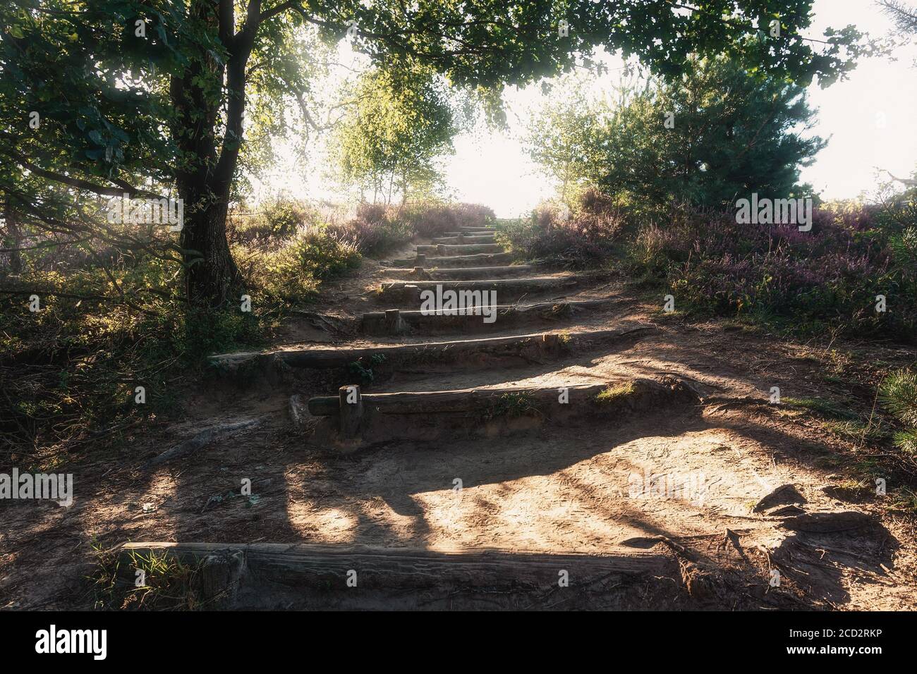 Escaliers la colline de sable vers le haut dans les landes de la Parc national de Veluwe aux pays-Bas Banque D'Images