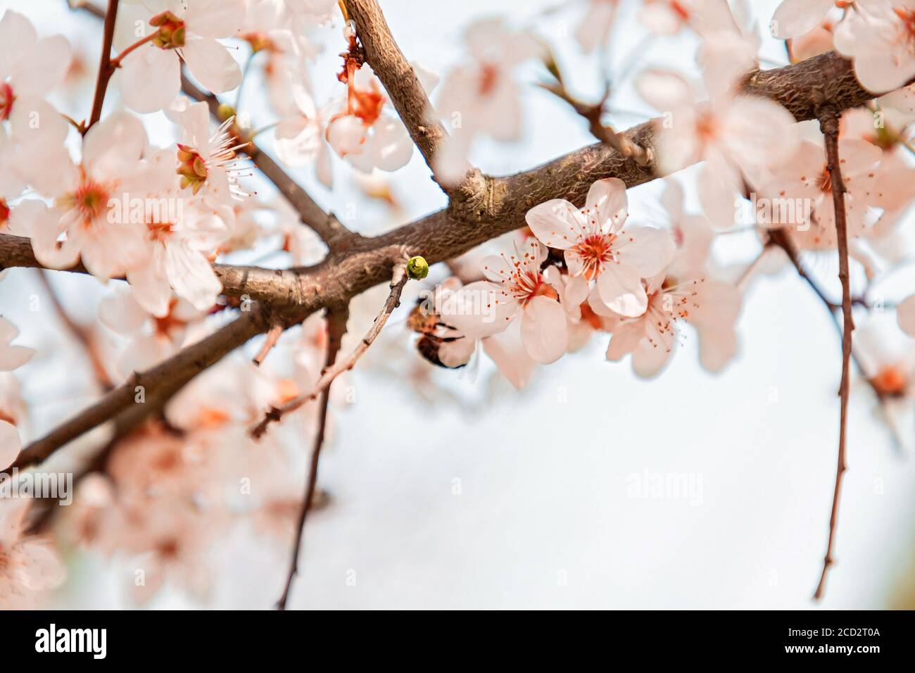 Cerisiers en fleurs ou autres arbres fruitiers au printemps. Gros plan des fleurs. Copier l'espace. Sakura. Banque D'Images