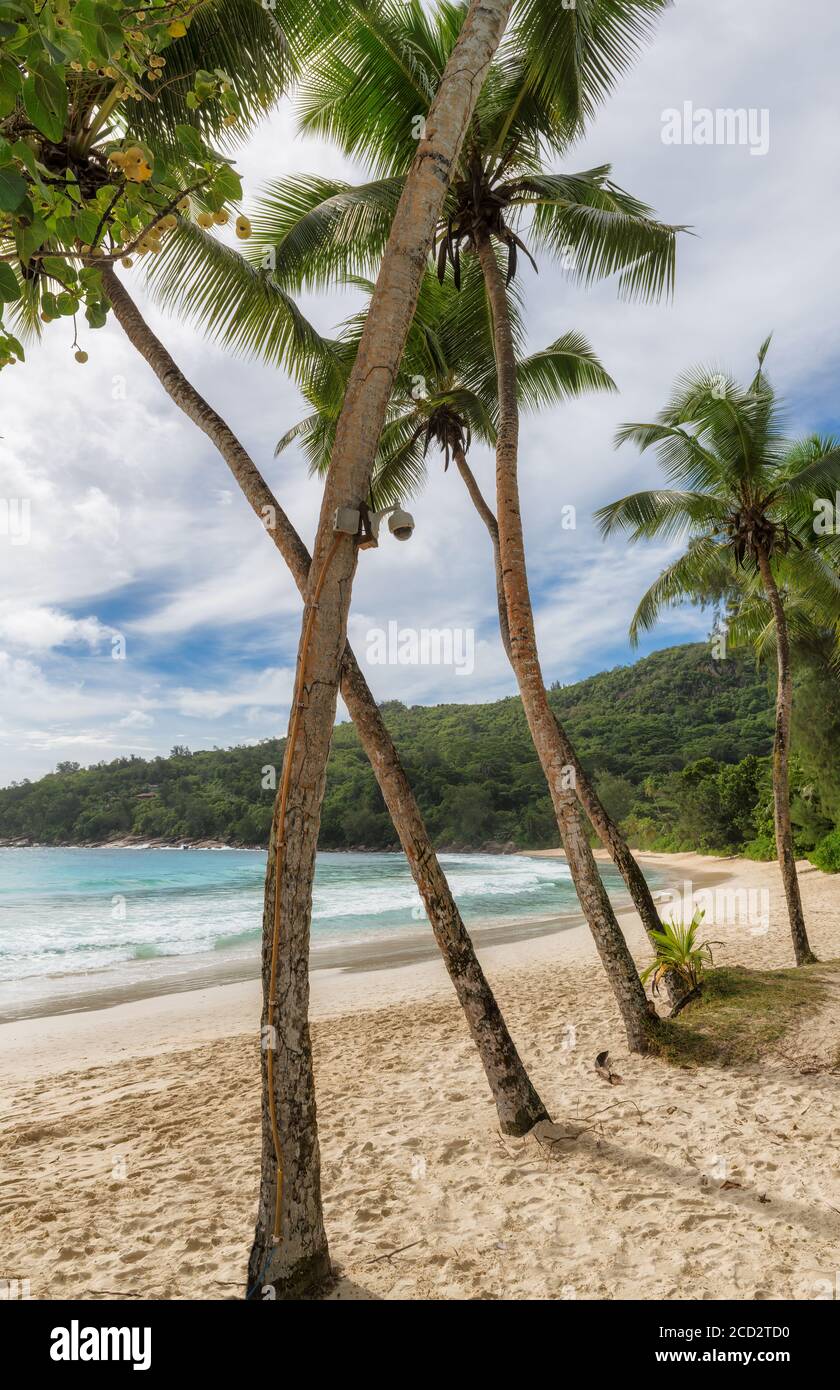 Plage exotique avec palmiers et océan bleu Banque D'Images