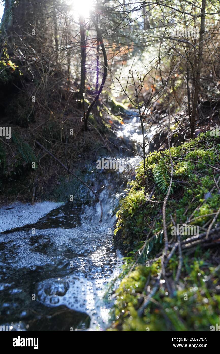 Le ruisseau de montagne coule entre les pierres. Début du printemps dans le bois, merveilleux matin solaire. Mousse blanche sur l'eau sombre. Banque D'Images