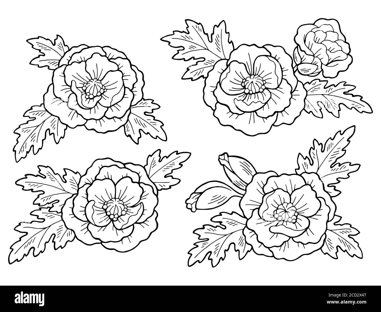Motif de fleurs de pavot noir blanc isolé dessin vectoriel d'illustration Illustration de Vecteur