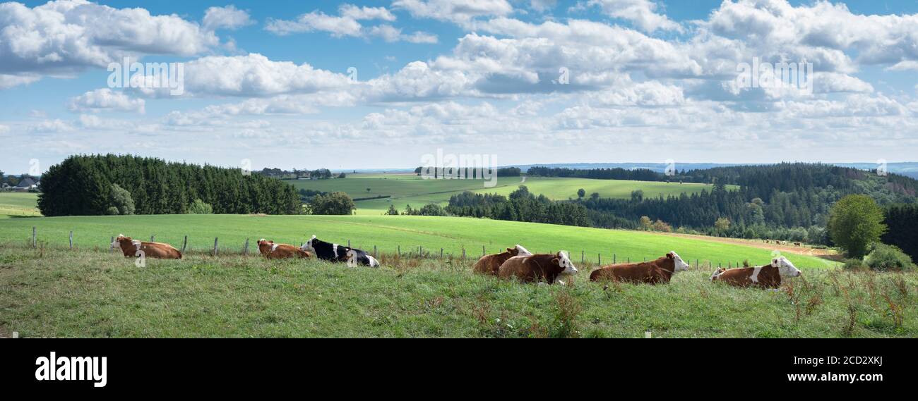 les vaches se trouvent dans la prairie avec paysage de campagne de l'eifel allemand en arrière-plan Banque D'Images