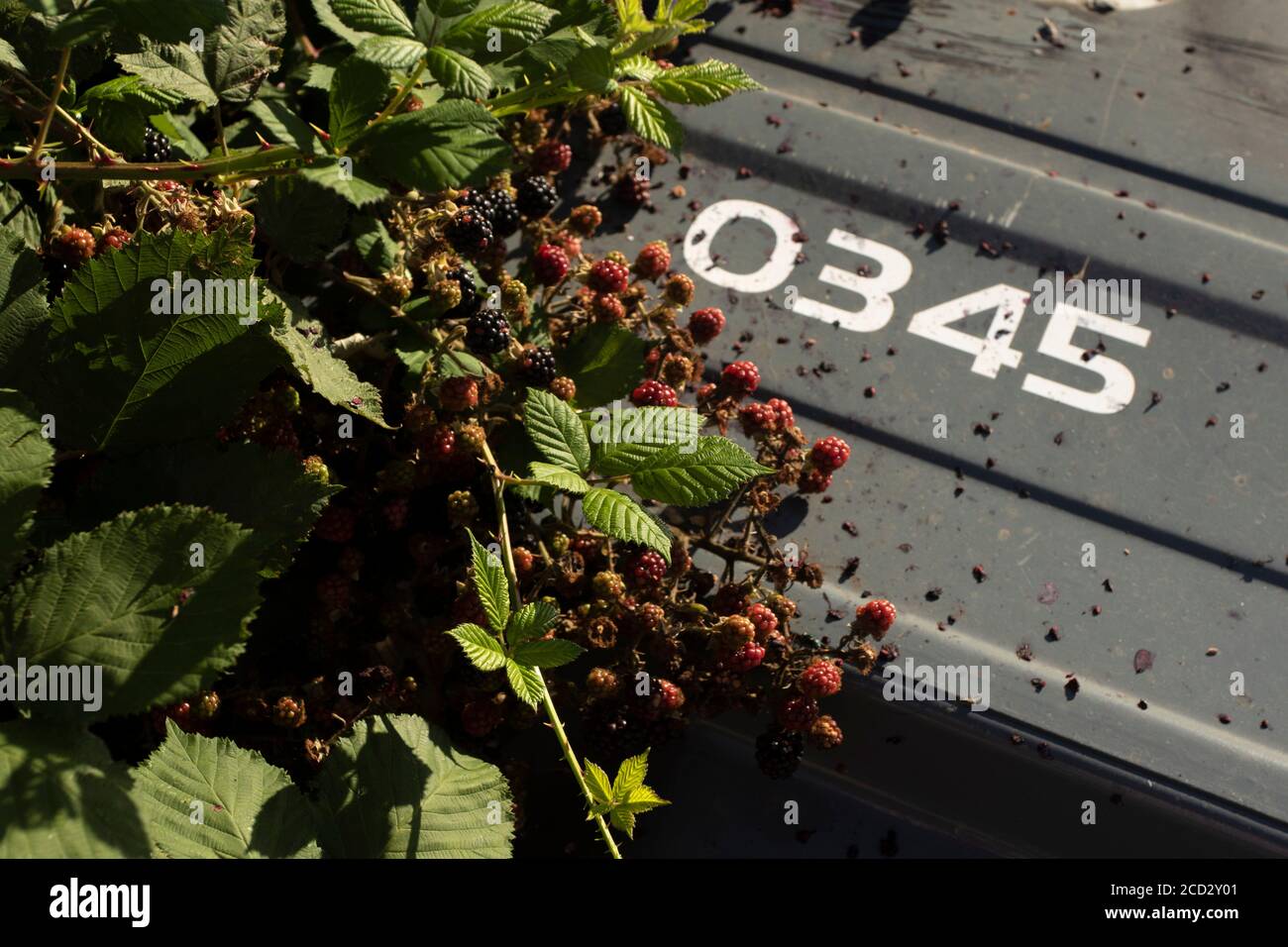 Plante de mûre fruitant parmi les déchets à bout de mouche, Londres, angleterre Banque D'Images