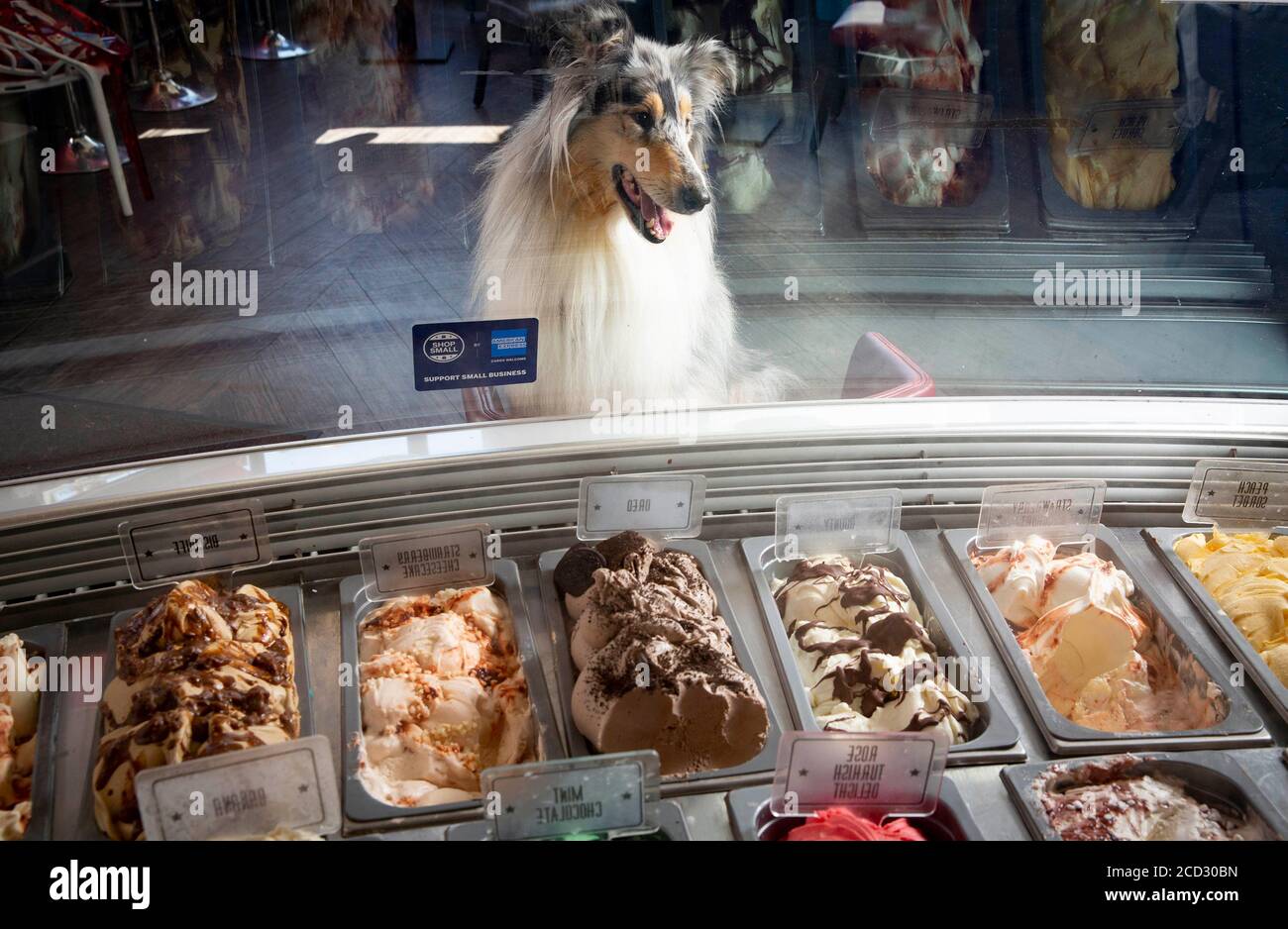 Tuppance le Collie regarde les rafraîchissements pour chiens au JoJo's Gelato à Brighton, un American Express Shop Small Business et l'une des nombreuses petites entreprises du pays qui se préparent à un « coup de pouce » ce week-end des fêtes de la banque. Banque D'Images