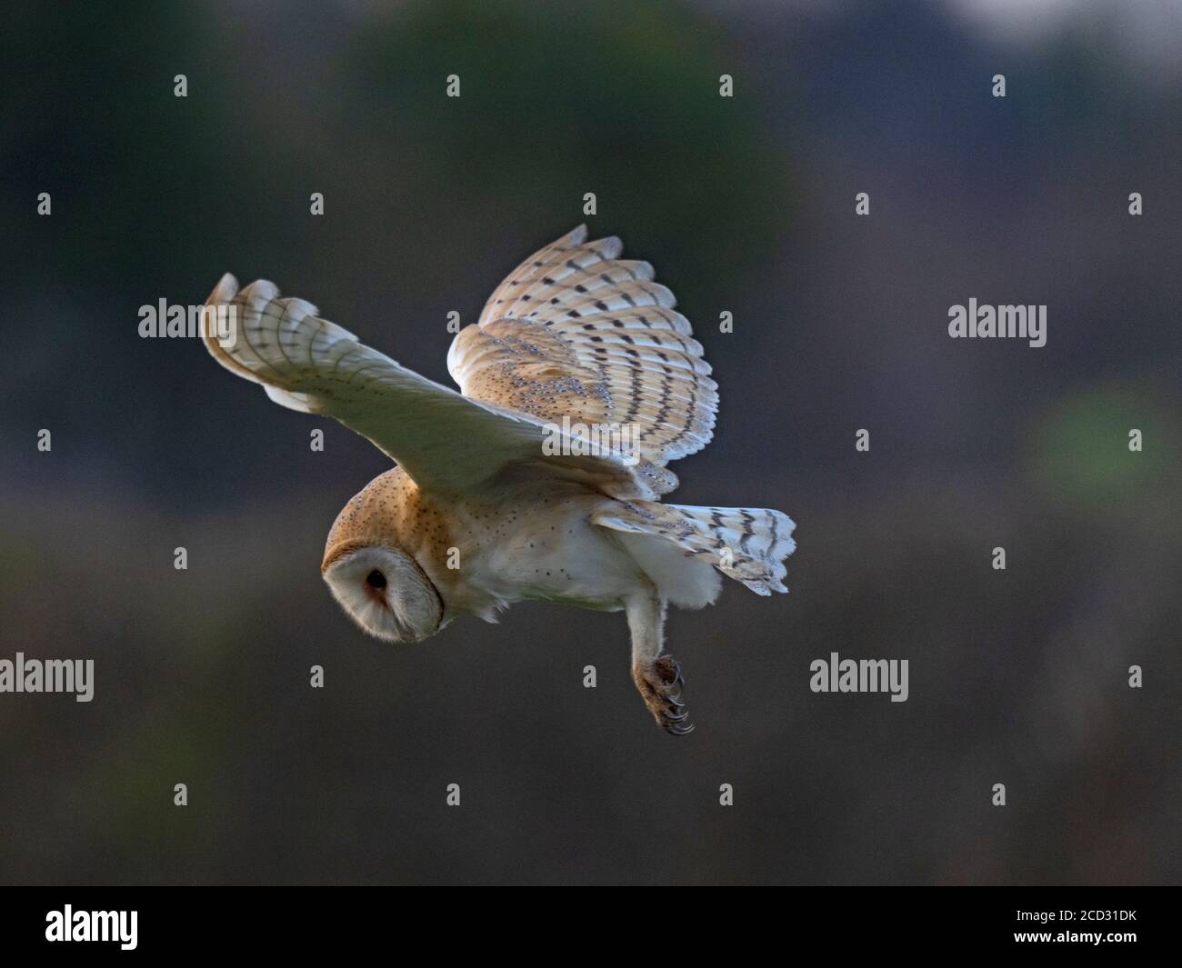 Barn Owl Tyto alba chassant North Norfolk, février Banque D'Images