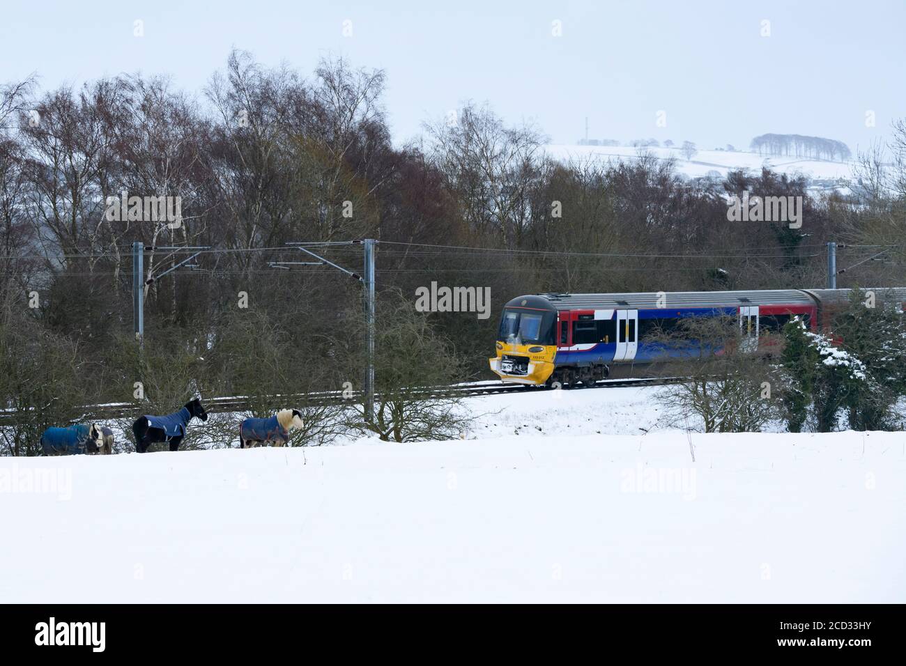 Train de banlieue 333, qui passe devant des chevaux dans un champ rural couvert de neige lors de la journée hivernale, Burley, Wharfedale, West Yorkshire, Royaume-Uni. Banque D'Images