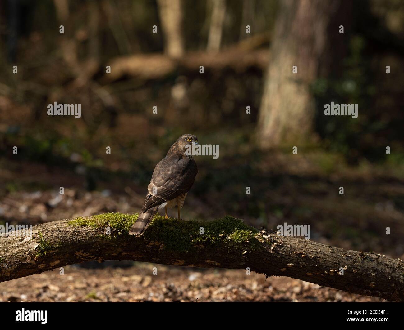 Sparrowhawk eurasien Accipiter nisus immature mâle Nord Norfolk hiver Banque D'Images