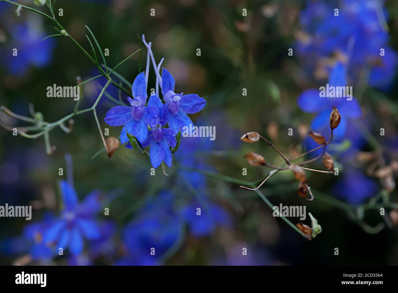 Consolia regalis, forking larkspur, roquette-larkspur, et champ larkspur pourpre petites fleurs sur le champ. Banque D'Images