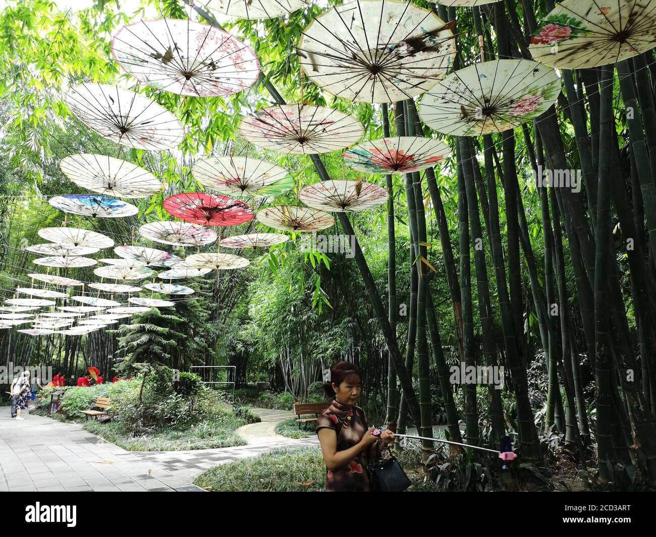 Les gens marchent sous les parasols en papier huilé utilisés pour prévenir Oiseau tombant des centaines d'aigrettes nichant à Wangjiang Pavilion Park à Chengdu cit Banque D'Images