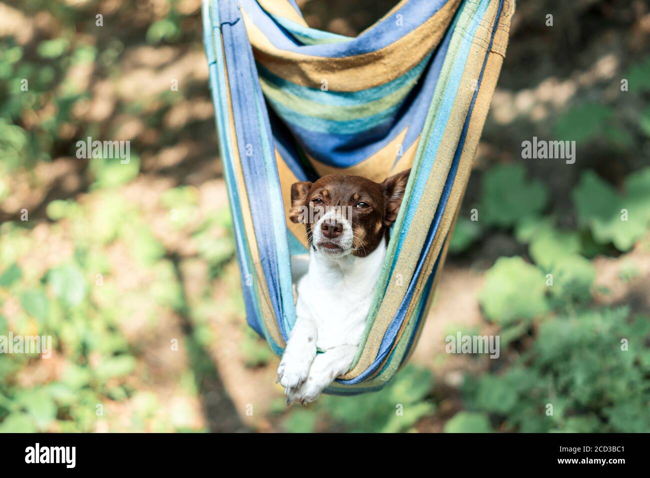 Paresseux mignon chien drôle allongé dans un hamac dans le bois Banque D'Images