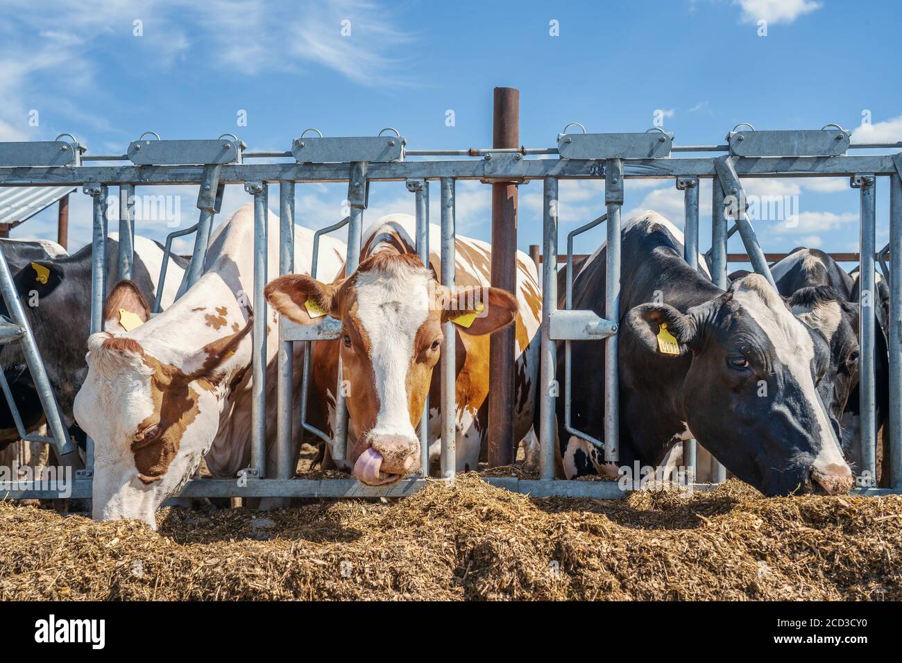 Vaches dans la ferme laitière. Élevage et alimentation des bovins de traite. Banque D'Images