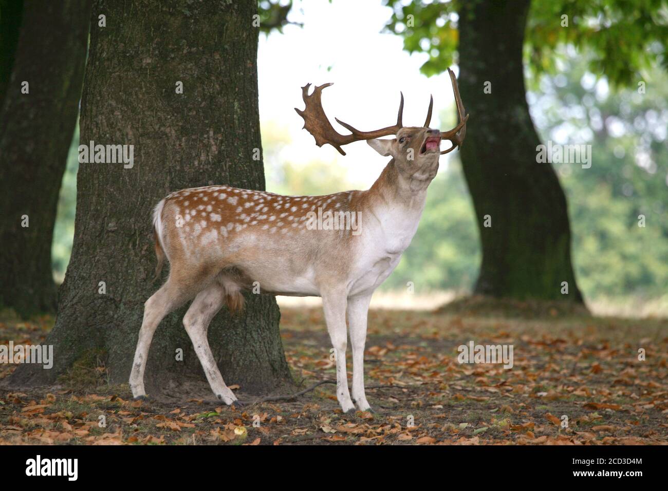 Des cerfs en friche s'affaisse dans le Kent Banque D'Images