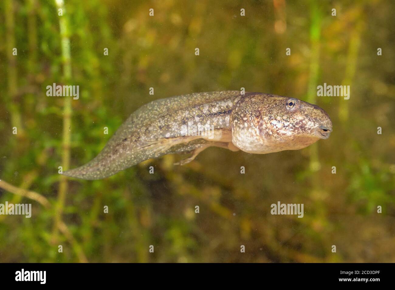 Grenouille des marais, grenouille des lacs (Rana ridibunda, Pelophylax ridibundus), têtards à deux pattes, natation, Allemagne Banque D'Images