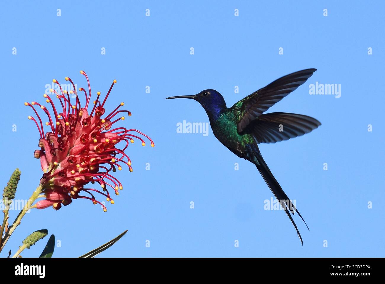 Colibri à queue hirondelle (Eupetomena macroura), fourrager sur une fleur tropicale, Brésil, Porto Seguro, Porto Seguro Banque D'Images