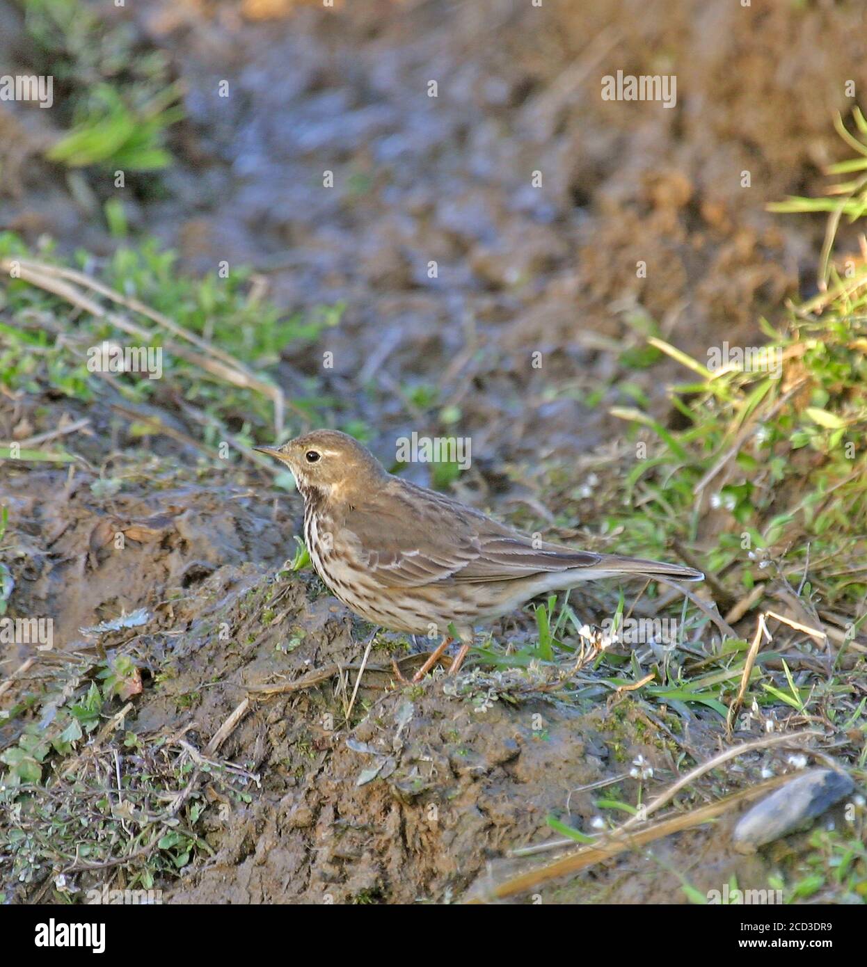 Pipit de Buff-bellied asiatique, Pipit de Buff-bellied sibérien (Anthus rubescens japonicus), debout sur le sol, Japon, Hokkaido Banque D'Images Pipit de Buff-bellied asiatique, Pipit de Buff-bellied sibérien (Anthus rubescens japonicus), debout sur le sol, Japon, Hokkaido Banque D'Images