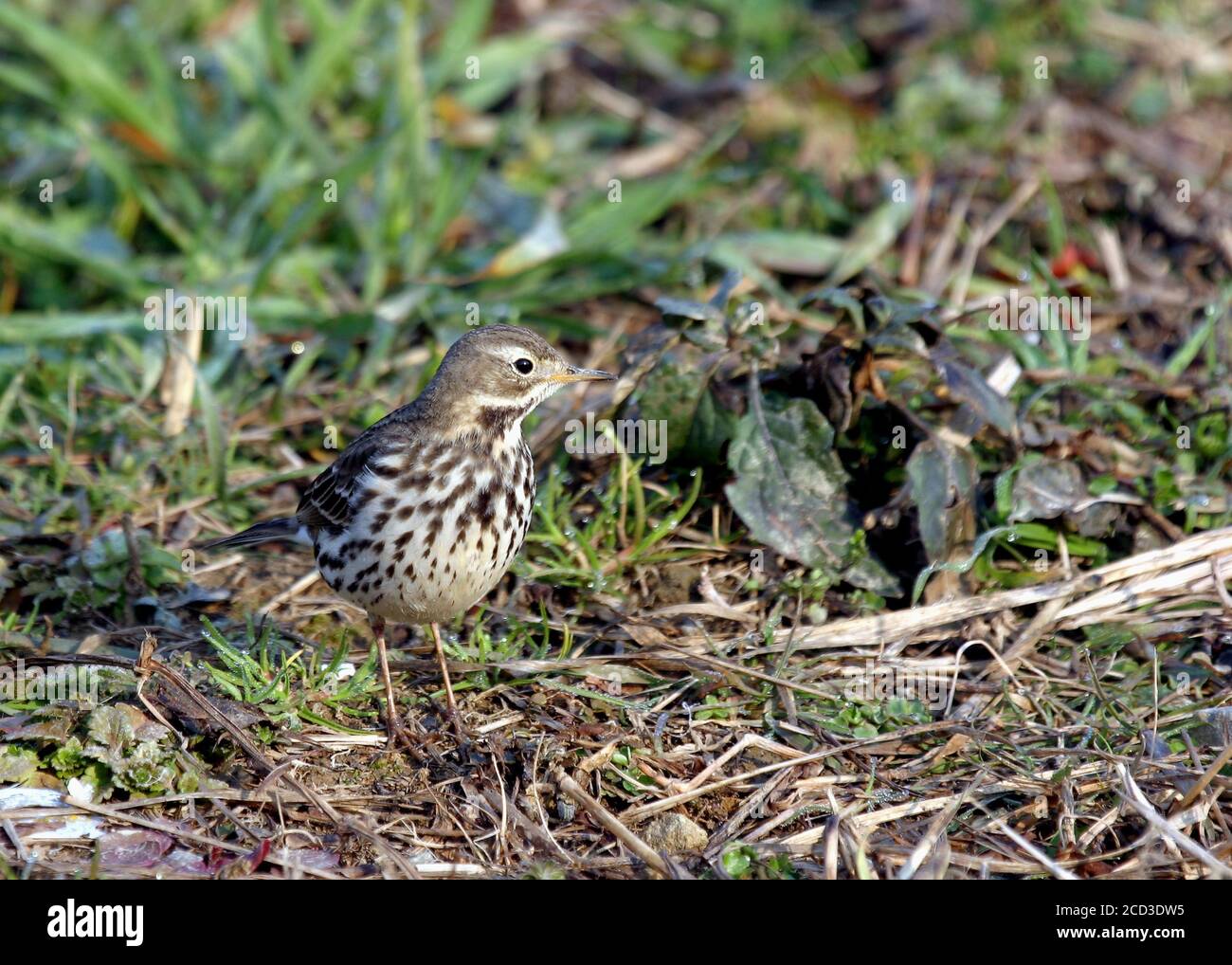 Pipit de Buff-bellied asiatique, Pipit de Buff-bellied sibérien (Anthus rubescens japonicus), fourrageing sur le sol, Japon, Hokkaido Banque D'Images Pipit de Buff-bellied asiatique, Pipit de Buff-bellied sibérien (Anthus rubescens japonicus), fourrageing sur le sol, Japon, Hokkaido Banque D'Images