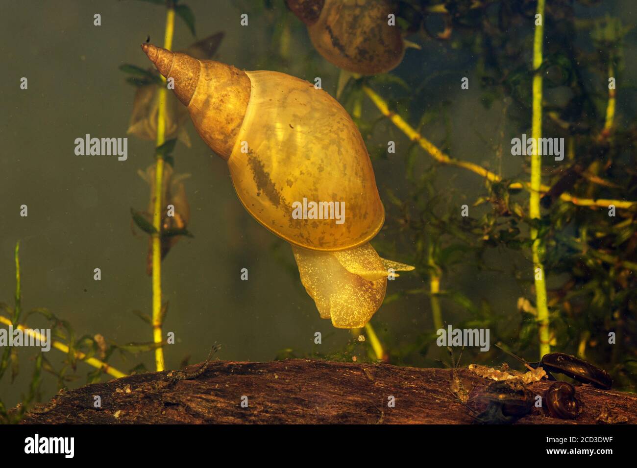 Grand escargot, marais lymnaea (Lymnaea stagnalis), algue nourrissant des aufwuchs Banque D'Images