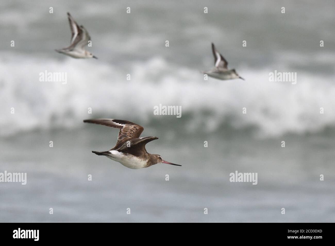 godwit hudsonien (Limosa haemastica), en vol au-dessus de la mer, deuxième ou troisième record pour l'archipel, Équateur, îles Galapagos Banque D'Images