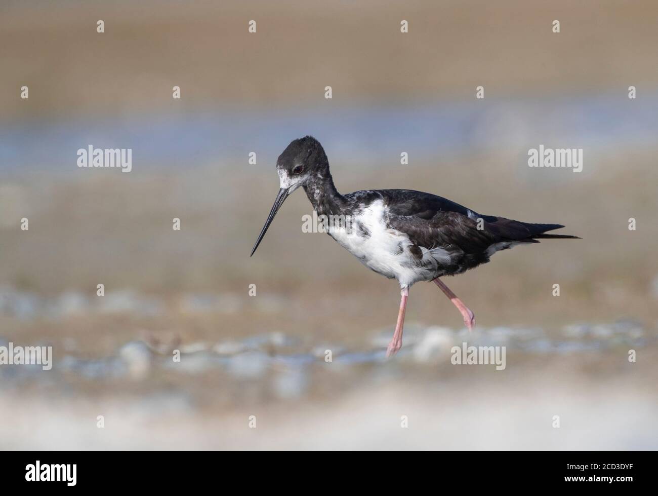 Pilotis de Nouvelle-Zélande (Himantopus novaezelandiae), immature en danger critique, barbotage de pilotis noirs dans le delta de la rivière à Glentanner Park, Nouvelle-Zélande, Banque D'Images