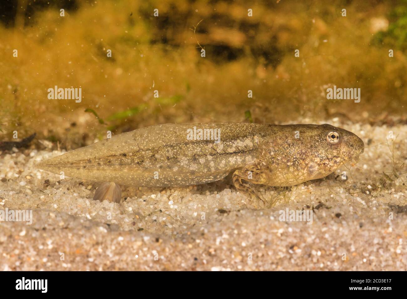 Grenouille des marais, grenouille des lacs (Rana ridibunda, Pelophylax ridibundus), têtards à deux pattes, Allemagne Banque D'Images