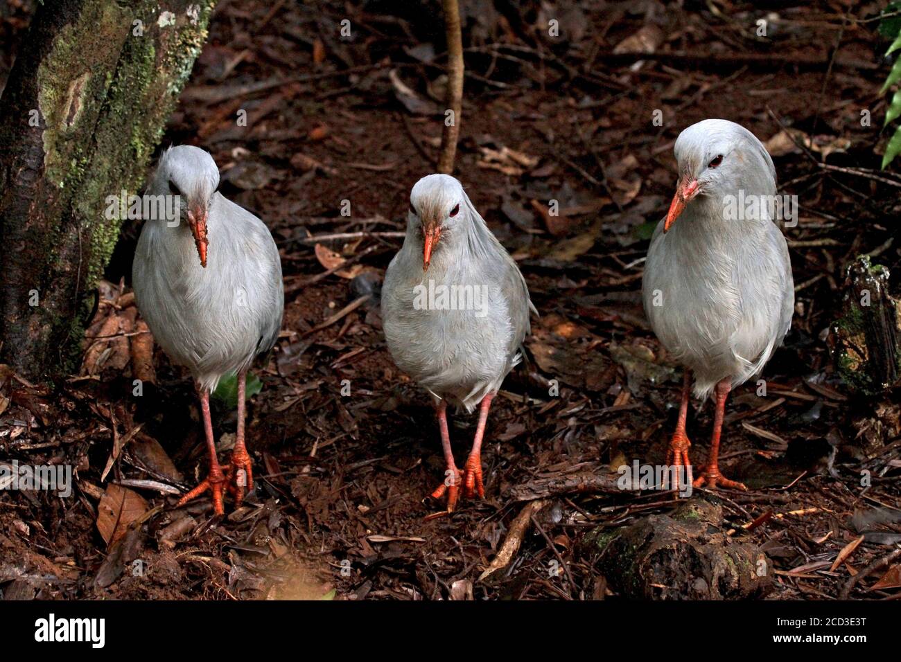 kagu (Rhynochetos jubatus), trois kahus, endémique aux forêts denses de montagne, Nouvelle-Calédonie Banque D'Images