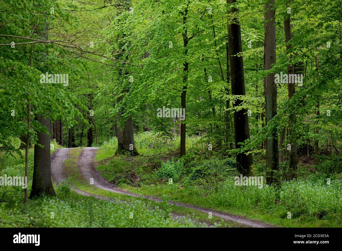 Hêtre commun (Fagus sylvatica), forêt avec des sangsues et des chênes au printemps, Allemagne Banque D'Images