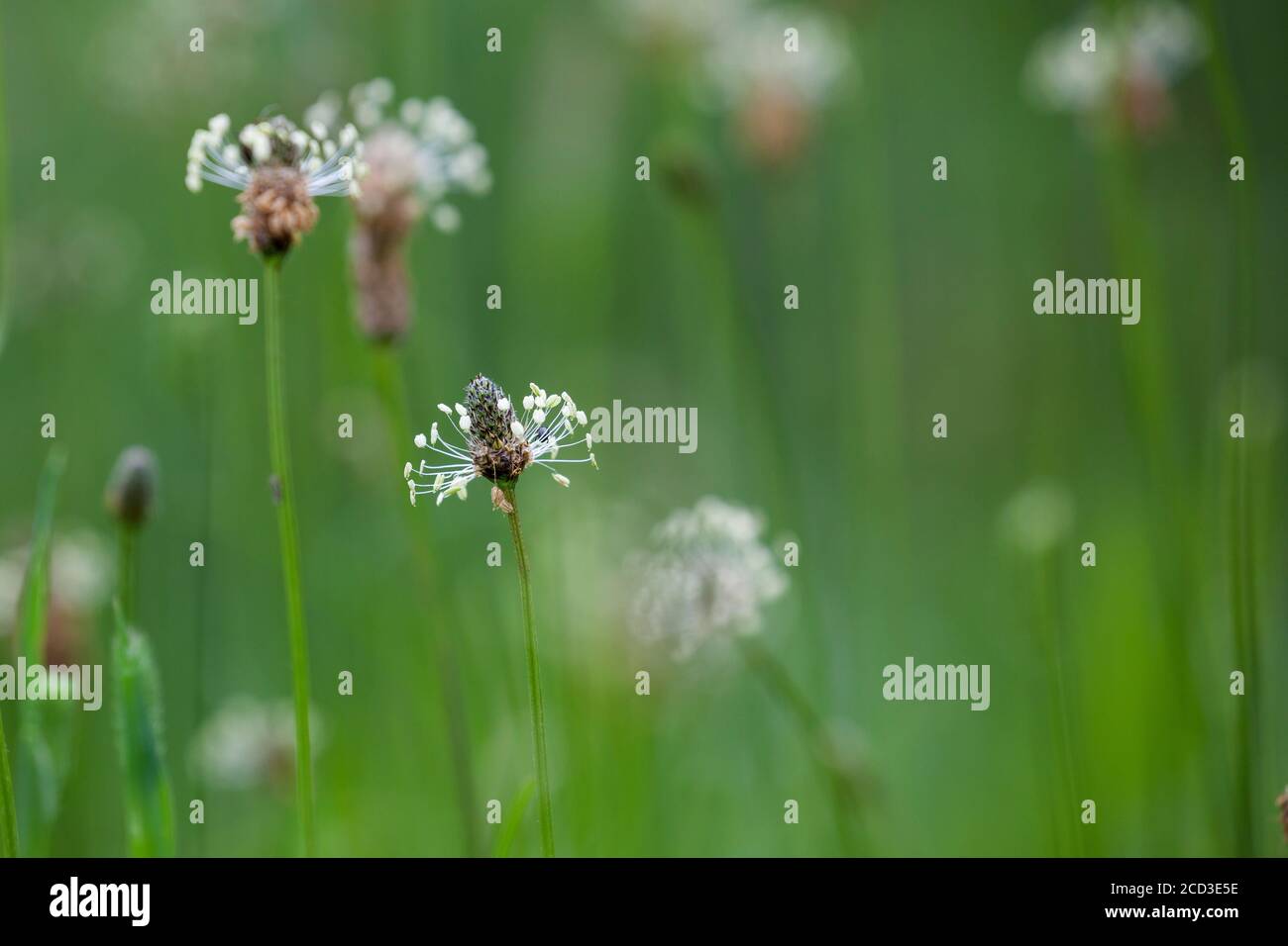 Plantain Buckhorn, anglais, plantain plantain lancéole, rib de l'herbe, l'herbe d'ondulation (Plantago lanceolata), blooming, Allemagne Banque D'Images