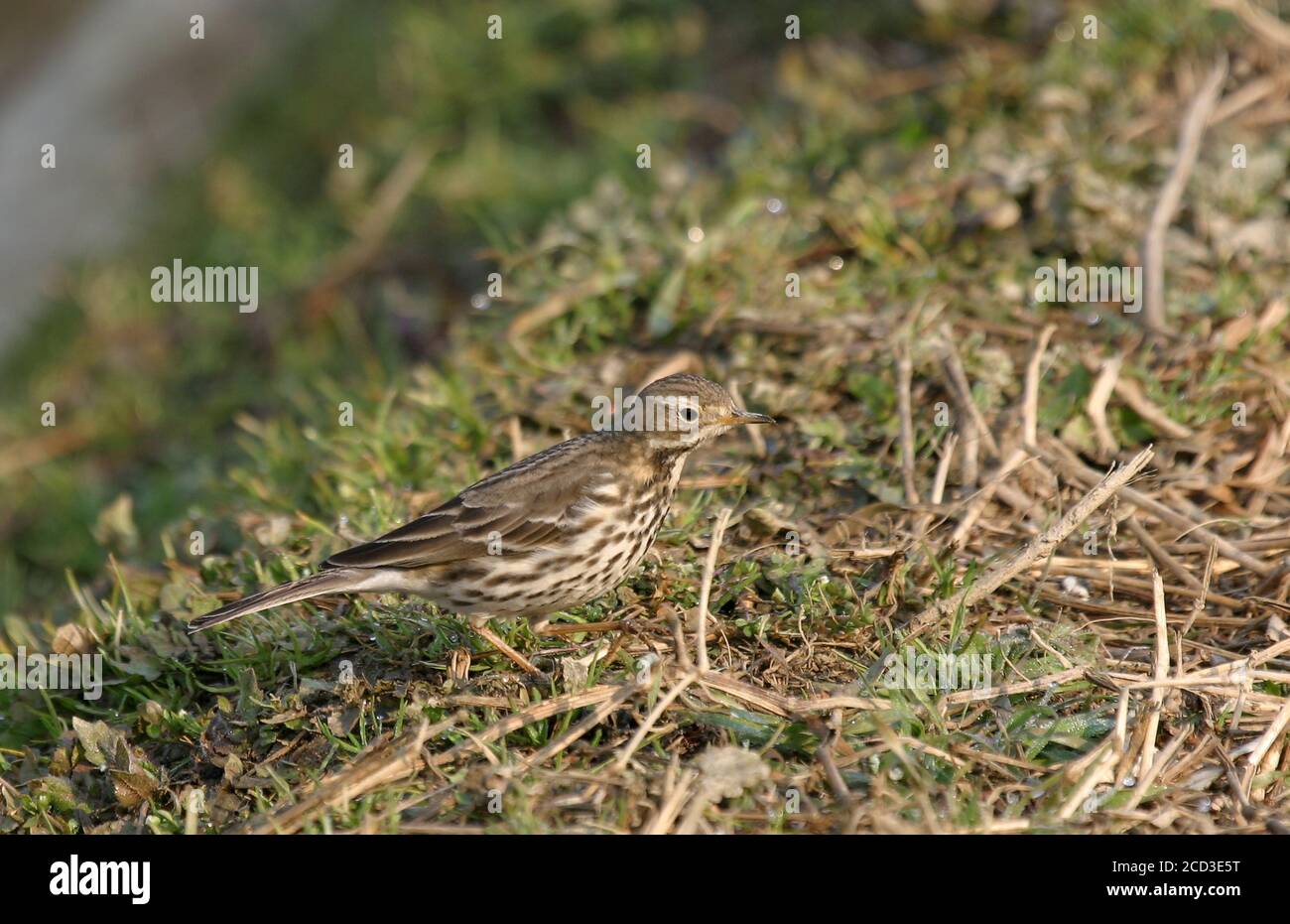 Pipit de Buff-bellied asiatique, Pipit de Buff-bellied sibérien (Anthus rubescens japonicus), recherche sur le terrain, vue latérale, Japon, Hokkaido Banque D'Images Pipit de Buff-bellied asiatique, Pipit de Buff-bellied sibérien (Anthus rubescens japonicus), recherche sur le terrain, vue latérale, Japon, Hokkaido Banque D'Images