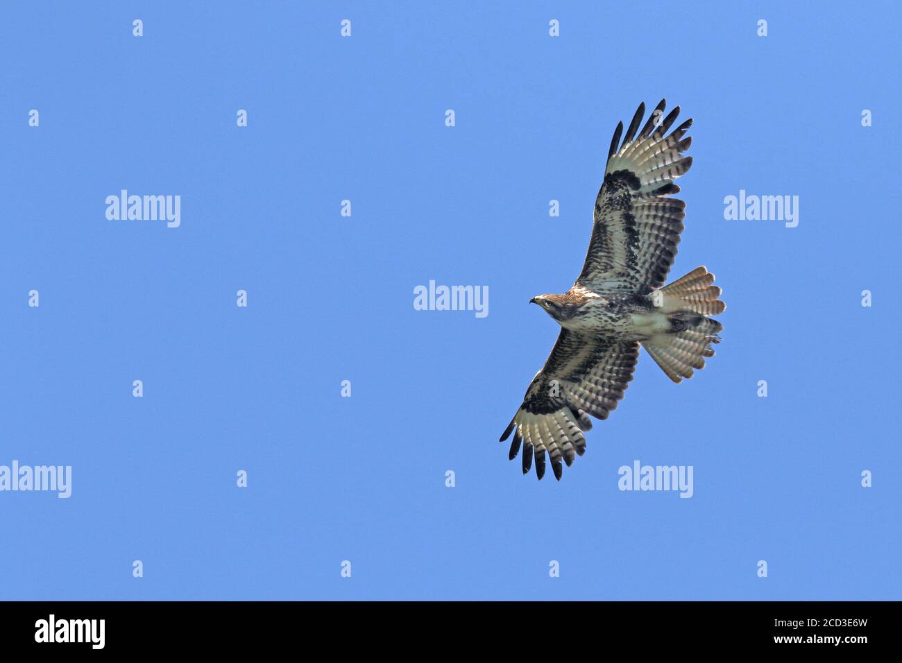 Buteo buteo (Buteo buteo), en vol, pays-Bas Banque D'Images