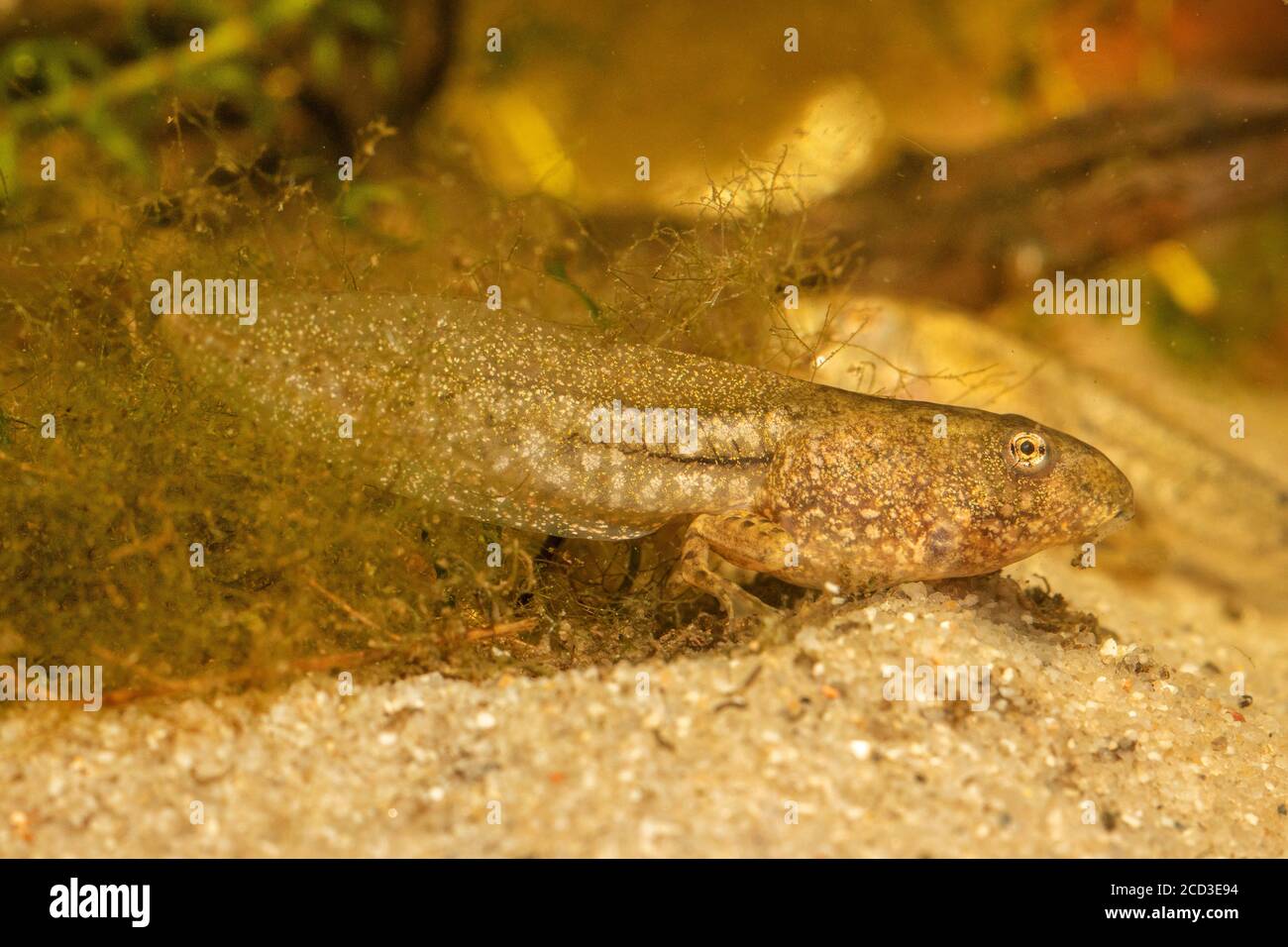 Grenouille des marais, grenouille des lacs (Rana ridibunda, Pelophylax ridibundus), têtards à deux pattes, Allemagne Banque D'Images