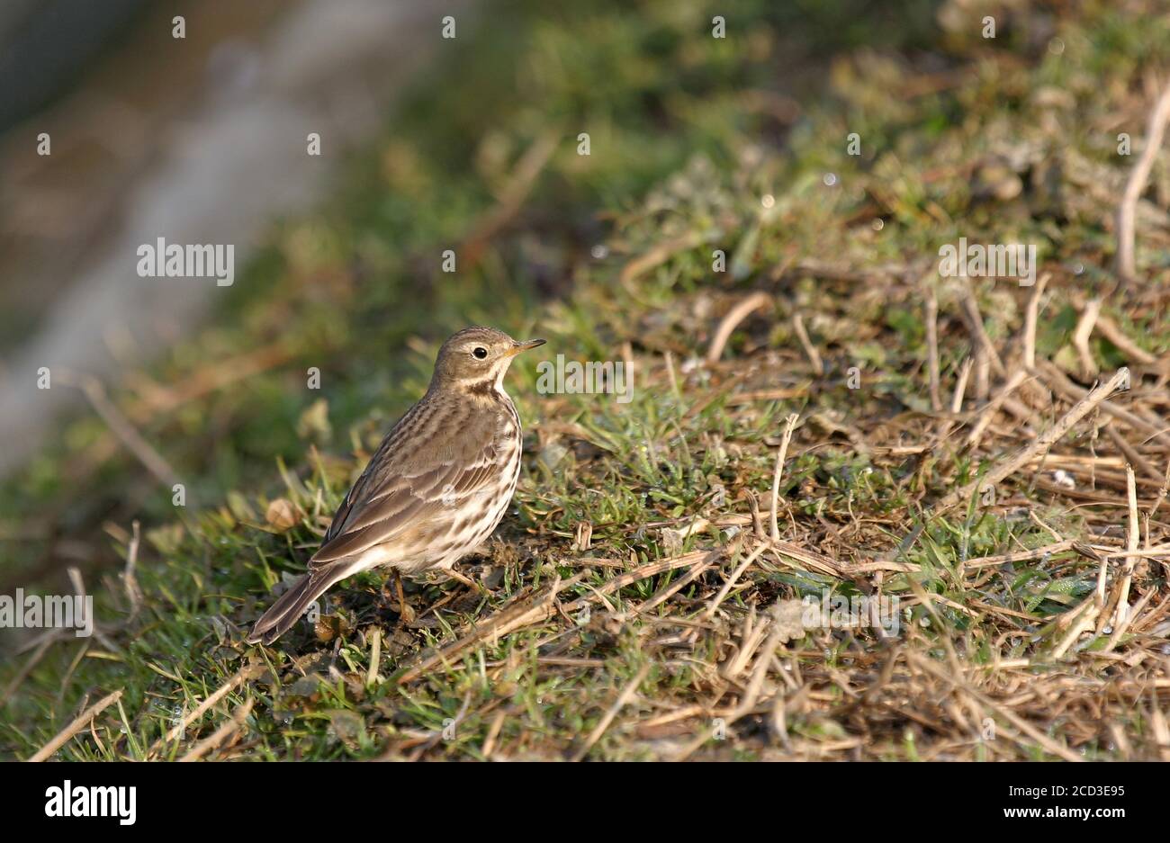 Pipit de Buff-bellied asiatique, Pipit de Buff-bellied sibérien (Anthus rubescens japonicus), fourrageing sur le sol, Japon, Hokkaido Banque D'Images Pipit de Buff-bellied asiatique, Pipit de Buff-bellied sibérien (Anthus rubescens japonicus), fourrageing sur le sol, Japon, Hokkaido Banque D'Images