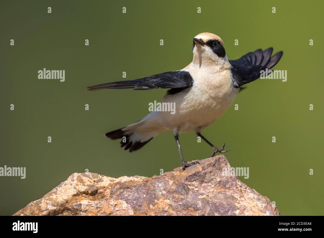 Sifflement occidental à oreilles noires (Oenanthe hispanica), montrant un mâle sur un rocher, au Maroc, Benslimane Banque D'Images