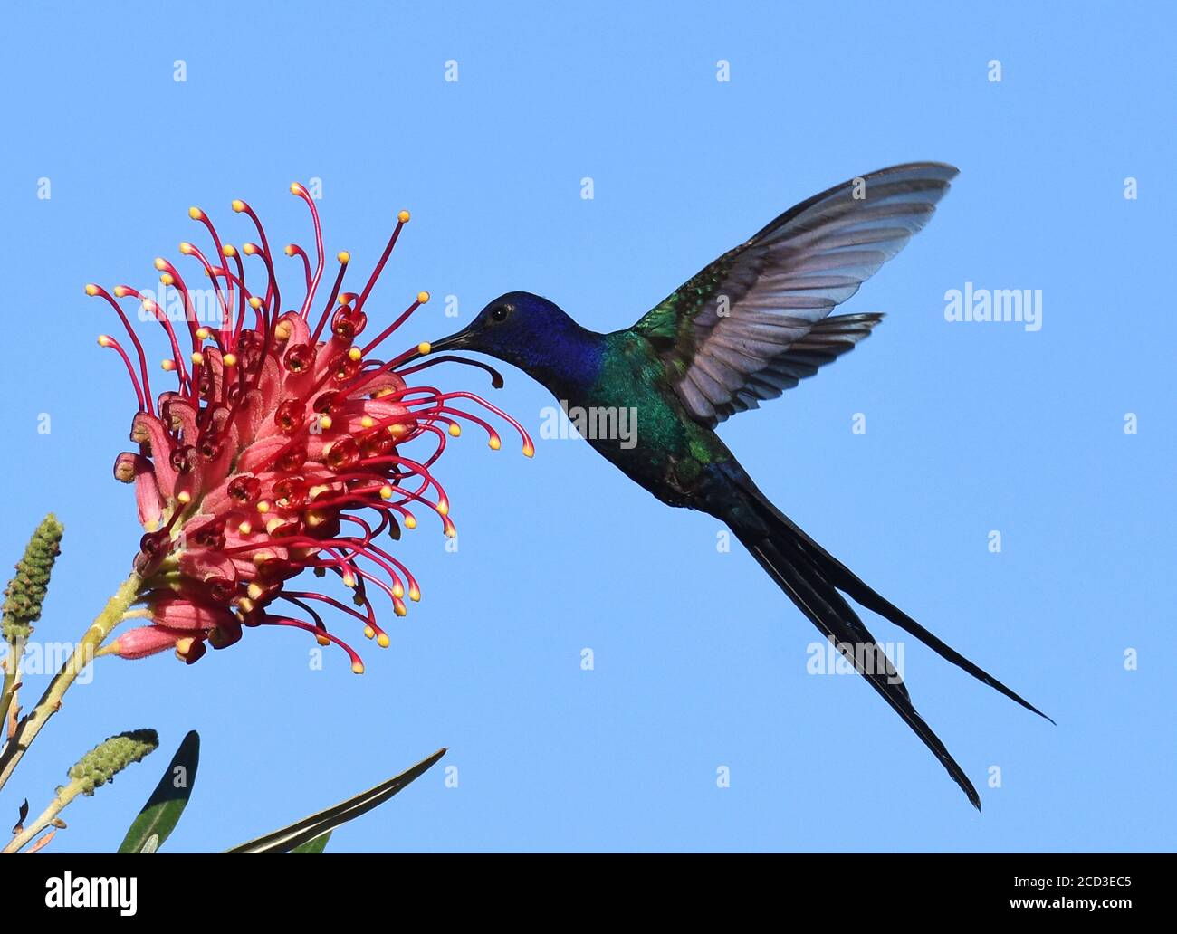 Colibri à queue hirondelle (Eupetomena macroura), fourrager sur une fleur tropicale, Brésil, Porto Seguro, Porto Seguro Banque D'Images