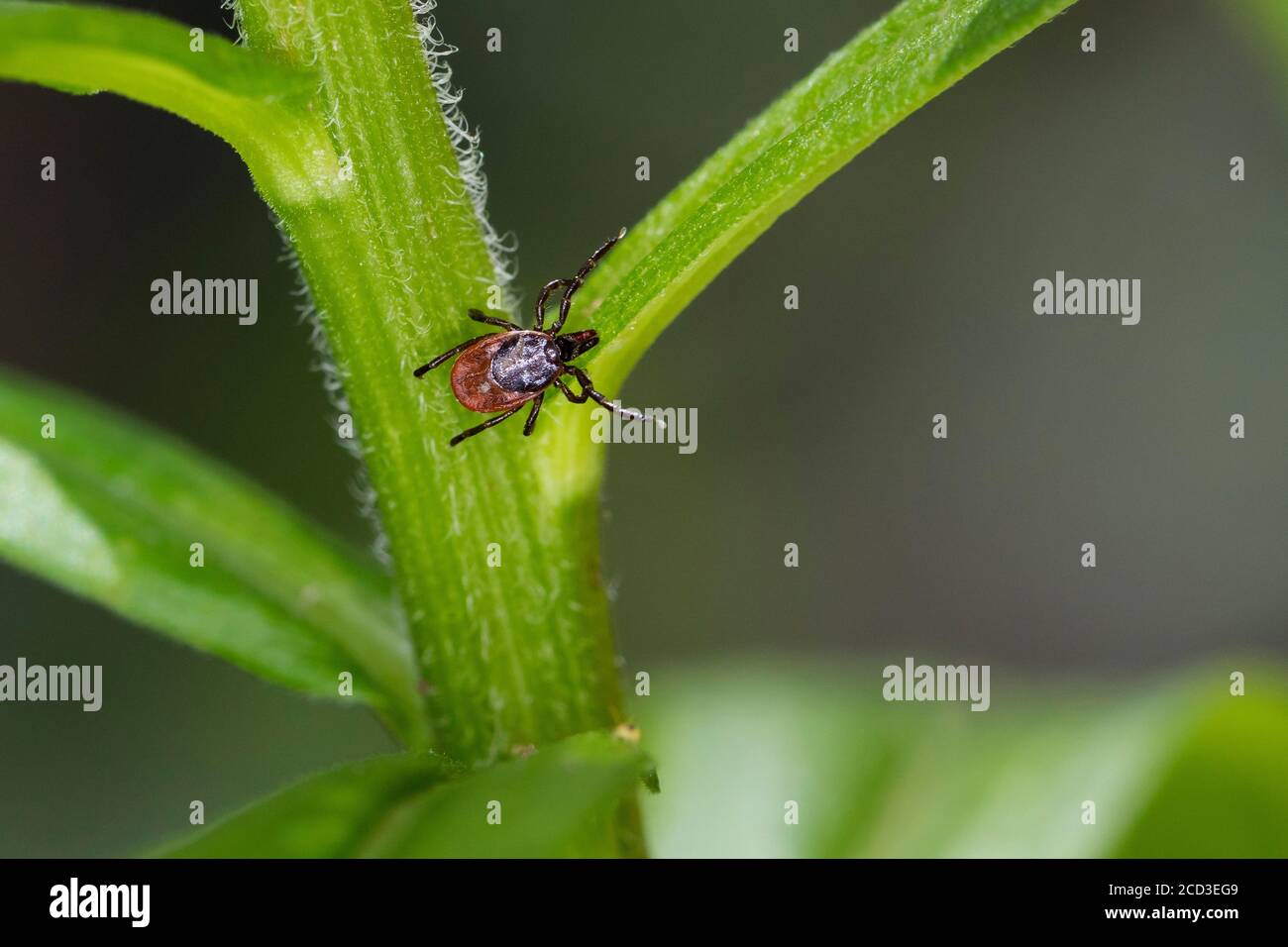 Tick de ricin européen, tick de mouton européen (Ixodes ricinus), qui se cache dans la végétation, vue d'en haut, Allemagne Banque D'Images